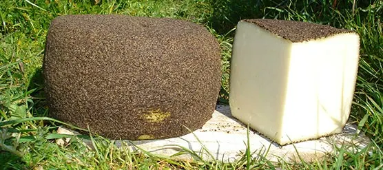 Pecorino Nero Madonita
